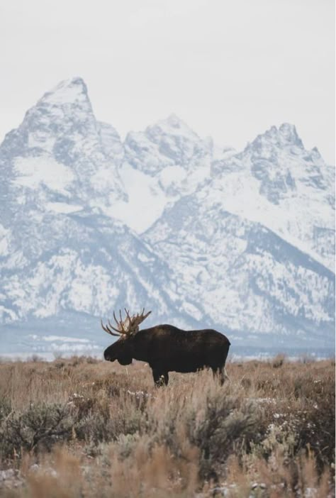 Colorado Nature Photography, Wildlife Photography Aesthetic, Wyoming Wallpaper, Moose Aesthetic, Moose Photo, Montana Wildlife, Wildlife Aesthetic, Aesthetic Wildlife, Wyoming Photography