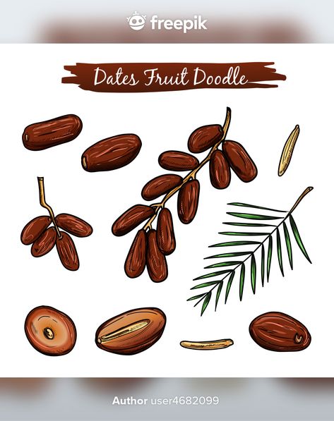 Dates Fruit Illustration, Dates Illustration Fruit, Dates Drawing, Dates Illustration, Nuts Wallpaper, Date Drawing, Date Illustration, Dates Fruit, Fruit Doodle