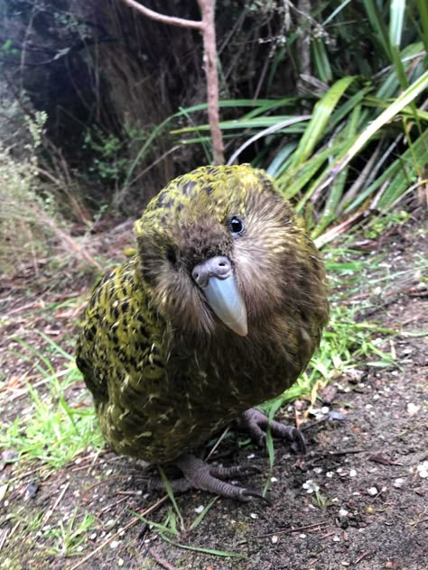 Kakapo Bird, Kakapo Parrot, Endangered Birds, Birds In Nature, Unique Birds, Nature And Animals, Most Beautiful Birds, Rare Species, Interesting Animals