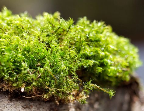 Cottage Outdoor, Types Of Moss, Pete The Cats, Kingdom Plantae, Beautiful Scenery Photography, Plant Life Cycle, Sequencing Activities, Moss Garden, Vascular Plant