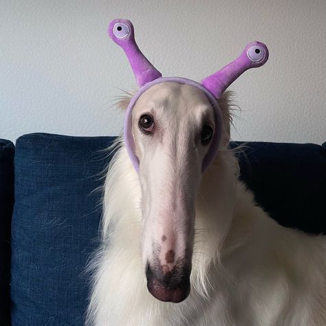 All Posts • Instagram Borzoi Dog, Funny Looking Cats, Goofy Dog, Cute Dogs Images, Pretty Dogs, Silly Dogs, Silly Animals, Cute Wild Animals, Cute Creatures