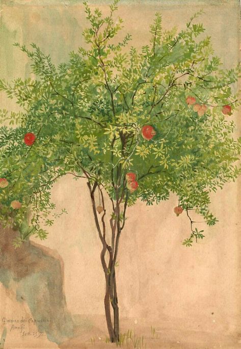 Pomegranate Tree Illustration, Pomegranate Tree Aesthetic, Pomegranate Tree Drawing, Pomegranate Tree Painting, Fruit Tree Illustration, Fruit Tree Painting, Pomegranate Tree, Pomegranate Art, Walter Crane