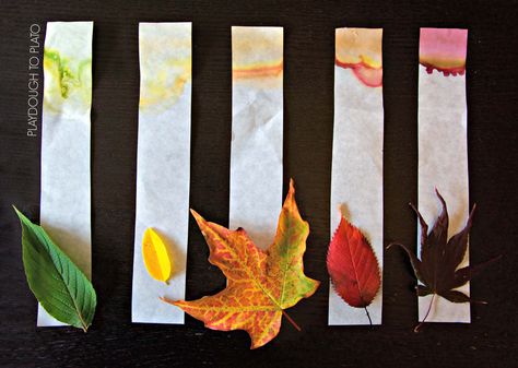 Activity for ages 3 to 8. Have you ever wondered how green leaves can turn brilliant orange, yellow and red?! With this simple chromatography activity, you can see just what gives leaves their amazing fall colors. It’s a perfect kids’ science experiment for autumn. Getting Ready For this science experiment, I grabbed just a few common household supplies: … Preschool Leaves Activities, Tree Lady, Plant Experiments, Chromatography For Kids, Plant Biology, Stem Camp, Fall Science, Playdough To Plato, Stem Challenge