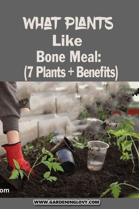 Looking for a fertilizer that’s both natural and safe for your plants? If that is the case, you might want to consider using a bone meal. Read what plants like bone meal and how they benefit from this fertilizer! Bone Meal For Plants, Garden Soil Preparation, Plants Benefits, Planting Tulips, Plant Benefits, Corn Plant, Growing Veggies, Grow Food, Fertilizer For Plants