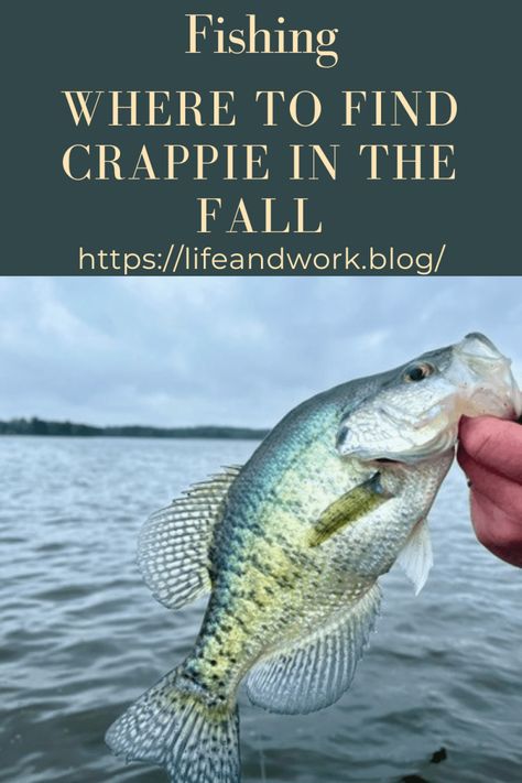 Fishing - Where to Find Crappie in the Fall Crappie Rigs, Easy Fishing Knots, Crappie Lures, Crappie Bait, Fly Fishing Knots, Ice Fishing Gear, Fish Types, Crappie Fishing Tips, Trout Fishing Tips