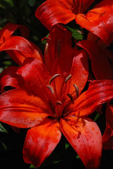 I love the #lilies #gardening #floral #flowers Red Lily, Day Lilies, Daylilies, Favorite Flowers, Exotic Flowers, Flower Beauty, Red Flower, Beautiful Blooms, Amazing Flowers