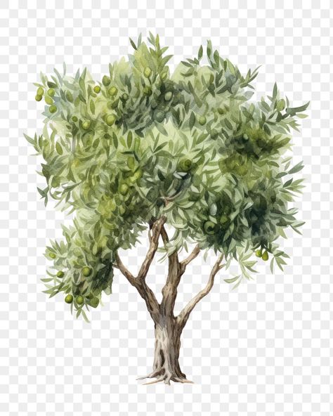 Tree Drawing Sketch, Olive Tree Drawing, Cedar Tree, Cedar Trees, Plant Tree, Watercolor Trees, Tree Drawing, Olive Tree, Watercolor Cards