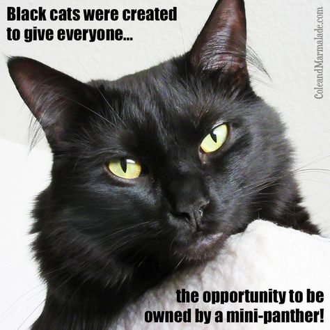 I'm happily owned by a mini panther :) http://coleandmarmalade.com Black Cat Day, Black Cat Appreciation Day, Beautiful Cats Pictures, Black Cat Lover, A Black Cat, Happy Cat, Marmalade, Pretty Cats, Black Cats