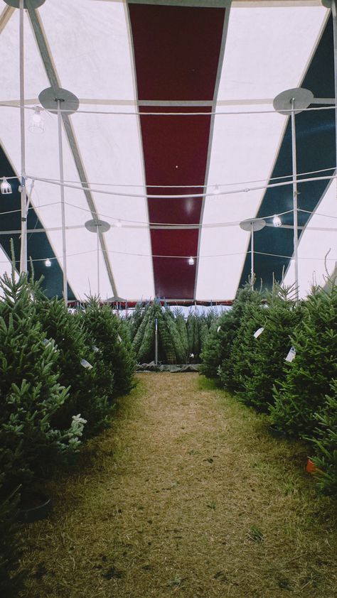 Christmas tree shopping, picking Christmas tree, Christmas aesthetic, Christmas Tree Shopping, Christmas Feeling, Christmas Tree Farm, Tree Farm, Tree Farms, Tree Christmas, Christmas Aesthetic, Mood Boards, Christmas Tree