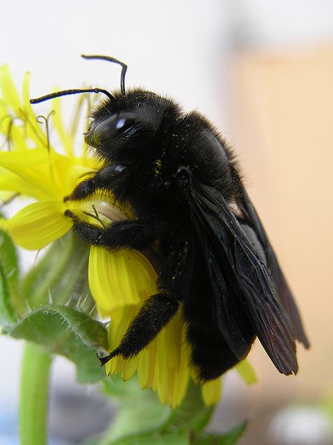 Carpenter Bee by Jean Marie Mouveroux Cool Insects, Carpenter Bee, I Love Bees, Bee Photo, Bees And Wasps, Cool Bugs, Beautiful Bugs, Arthropods, Airbrush Art