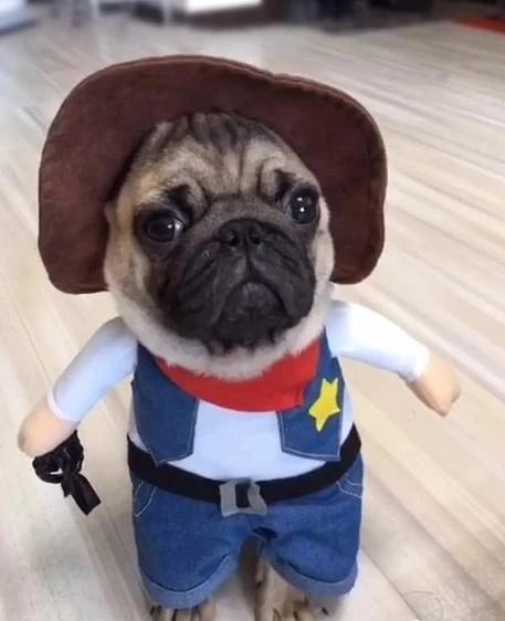 Cowboy pug, I can't stop giggling over this super cute Pug! Dog Cat Tattoo, Cute Dog Halloween Costumes, Dog Costumes Funny, Dog Halloween Costume, Pug Pictures, Pet Halloween Costumes, Up Dog, Dog Halloween Costumes, Dog Biting