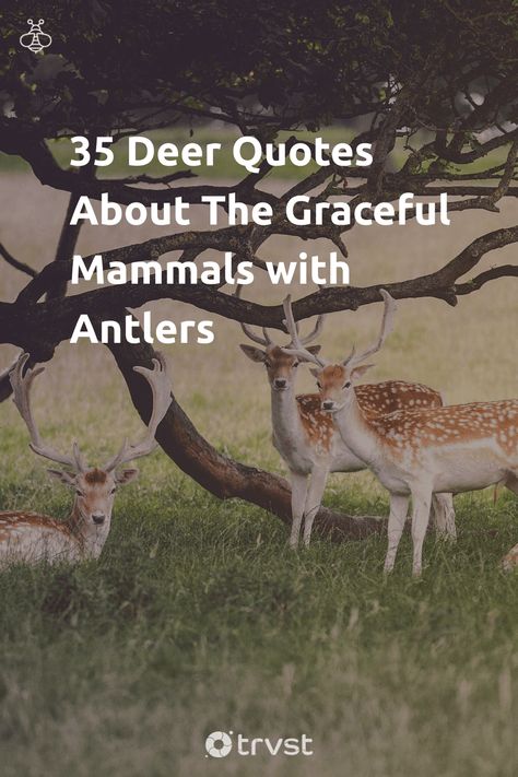 "35 Deer Quotes About The Graceful Mammals with Antlers"- The deer family, or Cervidae, are hoofed ruminants of 43 species, such as elk, reindeer, and moose. In all continents apart from Antarctica, deers are known for regrowing antlers in various shapes and sizes. Whether it's a quote about their beauty or a phrase about deer hunting, these quotes... #trvst #quotes #biodiversity #beauty #mammals #family #explore #mammal #nature #biology #socialchange #natural #geology Deer Quotes Inspiration, Funny Deer Hunting Quotes, Painting Antlers, Deer Hunting Quotes, Women Deer Hunting, Deer Quotes, Wildlife Quotes, Wild Quotes, Animal Captions