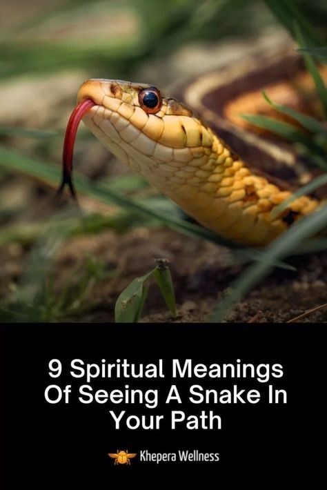 9 Spiritual Meanings Of Seeing A Snake In Your Path Black Snake Spiritual Meaning, Snake Meaning Spiritual, Gardner Snake, Snake Spiritual Meaning, Acorn Meaning, Water Moccasin Snake, Snake Meaning, Snake Symbolism, Snake Spirit Animal