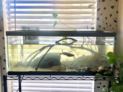 African Clawed Frog, Frog Tank, 6 Month Olds, Aquamarine, 6 Months, Fish, Animals