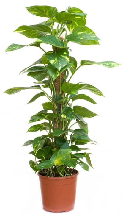 Money Plant Indoor, Money Plants, Air Purifying House Plants, Ivy Plants, Money Plant, Pothos Plant, Best Indoor Plants, Bedroom Plants, Air Purifying Plants