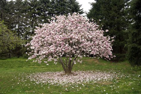 The magnolia tree that Suzy saw flowering as spring came to Virginia, pg. 357. Kay Parris Magnolia Tree, Little Gem Magnolia Tree Landscaping, Pink Magnolia Tree, Jane Magnolia Tree, Saucer Magnolia Tree, Southern Magnolia Tree, Magnolia Grandiflora Tree, Commercial Landscape Design, Eco Garden