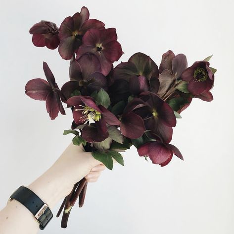 hellebores!!!! Helleborus Bouquet, Hellebores Bouquet, Hellebore Bouquet, Helleborus Flower, Black Hellebore, Flower Catalog, Flower Varieties, Rosé Christmas, Minimalist Wedding Decor