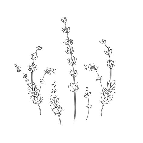 Plant Stencil, Ryn Frank, Lavender Tattoo, Flower Line Drawings, Hand Lettering Inspiration, Flower Icons, Lavender Plant, Line Work Tattoo, Floral Drawing