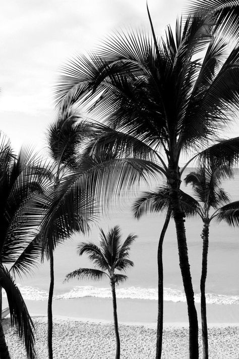 Palm Trees Tumblr, Palm Tree Pictures, Summer Nature Photography, Men Inspiration, Photography Inspiration Nature, Photos Bff, Black And White Beach, Photo Summer, House In Nature