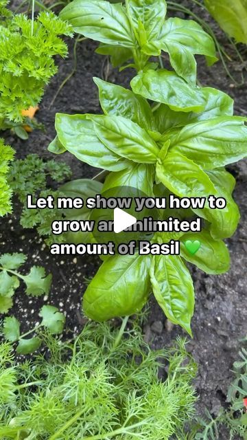 How To Propagate Basil, Caring For Basil Plant, Basil Plant Care, Propagate Basil, Ti Plant, Growing Basil, Herb Gardens, Basil Plant, Natural Fertilizer