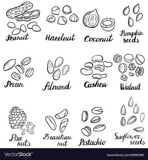 Nuts Drawing, Nuts Vector, Squid Drawing, Nutritional Tips, Cool Finger Tattoos, Parrot Drawing, Cityscape Drawing, Food Posters, Forest Drawing