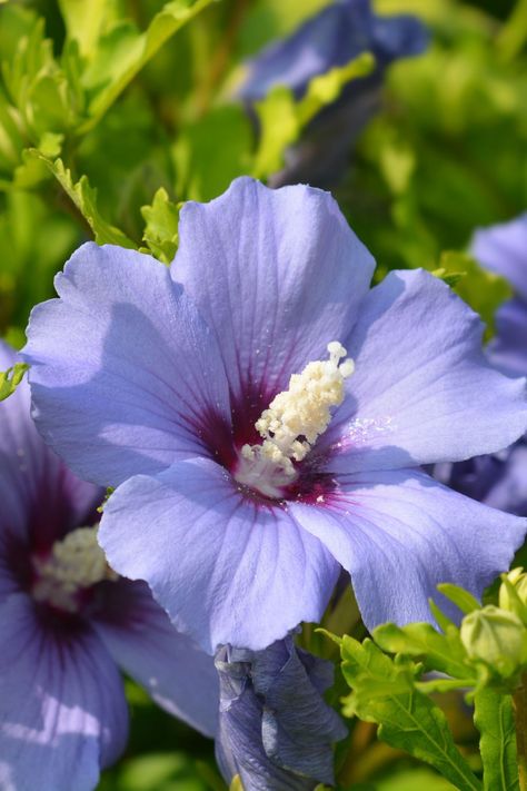 Rose of Sharon Hibiscus Image, Strawberry Companion Plants, Pepper Companion Plants, Tomato Companion Plants, Lace Cap Hydrangea, Gardening Zones, Ice Plant, Hydrangea Not Blooming, Purple Garden