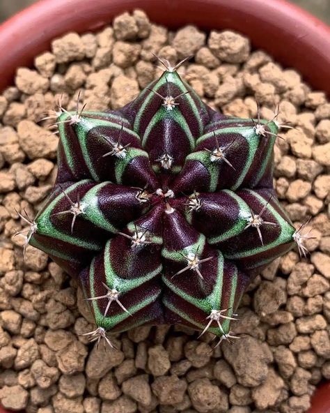 33 Rare Succulents With Names And Pictures Cool Succulents, Black Succulents, Echeveria Imbricata, Blue Succulents, Succulents For Sale, Weird Plants, Succulent Garden Diy, Succulents Plants, Colorful Succulents