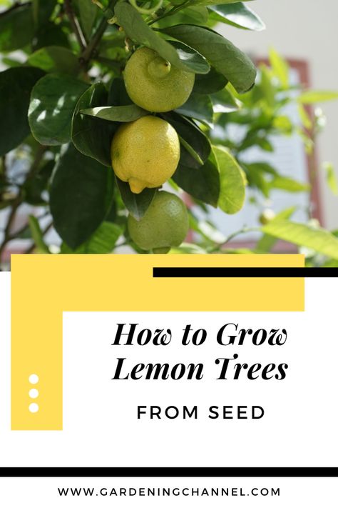 Try growing lemon trees from seed. Follow these gardening tips to learn how to start lemon seeds for indoor and outdoor lemon trees. #gardeningchannel #containergardening #indoorgardening #fruitgardening #lemontrees Lemon Tree Indoors, Citrus Tree Indoor, Indoor Lemon Tree, Lemon Tree From Seed, Grow Lemon, Growing Lemon Trees, Flower Tips, Meyer Lemon Tree, Lemon Seeds