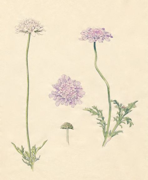 2-6a Scabiosa columbaria Deep Water, Botanical Illustration, Arm Tattoo, Flower Power, Water, Flowers, Art, Arm Tattoos