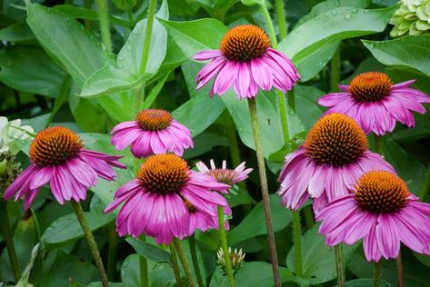 15 Perennials that Grow in Zone 4 - Garden Lovers Club Zone 5 Perennials, Zone 4 Perennials, Deer Resistant Landscaping, Perennial Garden Plans, Garden Front Of House, Purple Coneflower, Shade Shrubs, Shade Loving Perennials, Full Sun Perennials