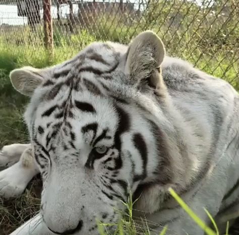 Tired Animated, Tiger Therian, Tiger Gif, Tiger Cat, Tiger Pictures, Earth Day Crafts, Siberian Tiger, Cat People, White Tiger