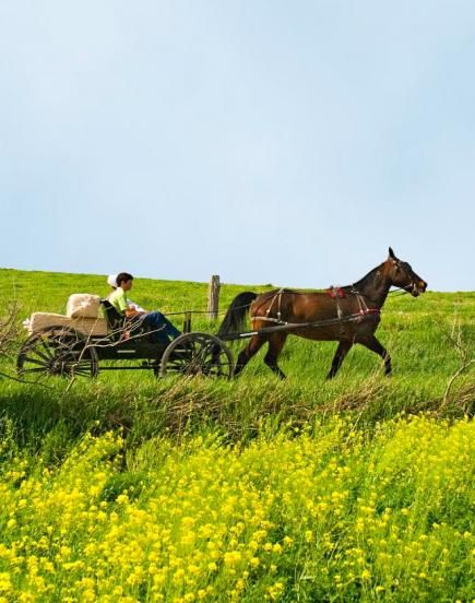 A backroad getaway in Holmes County, Ohio, reveals the quiet life and artistry of Amish shops, restaurants and homes. Amish Country Ohio, Amish House, Amish Culture, Spring Getaway, Ohio Travel, Amish Community, Midwest Living, Amish Country, Bar Lounge