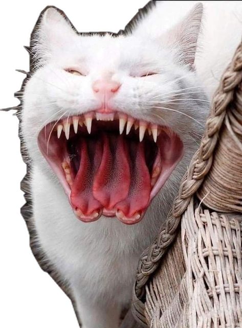 Cats Crazy, Cat Reference, Angry Cat, Silly Cats Pictures, Creepy Art, Cat Aesthetic, Creepy Cute, Silly Cats, Cat Drawing