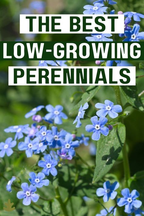 The Best Low-Growing Perennial Flowers Low Growing Perennials, Border Gardens, Perennial Border Plants, Yard Flowers, Edging Plants, Shade Loving Perennials, Perennial Flowers, Best Perennials, Herbaceous Border