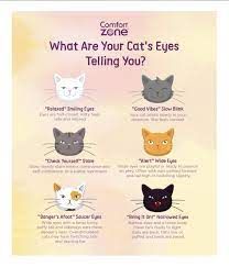 Cat Eye Meaning: Reading your Cat's Eyes | Comfort Zone Cat Eye Meaning, Cat Pupils Meaning, Cat Tail Meaning, Cat Pupils, Kitten Eyes, Word Cat, Cat Tips, Eye Meaning, Loom Designs