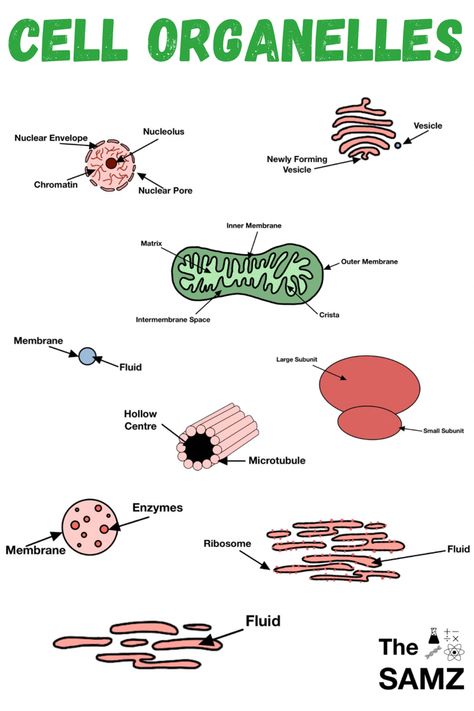 Cell Organelles Drawing, Organelles Drawing, Cell Structure And Function Notes, Neet Books, Paramedic Study, Biology Drawing, Biochemistry Notes, Biology Plants, Science Cells