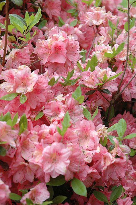 Blaauw's Pink Azalea (Rhododendron 'Blaauw's Pink') at Rutgers Landscape Rhododendron Aesthetic, Azalea Aesthetic, Landscape Nursery, Azalea Flower, Pink Azaleas, Pink Cloud, Grasses Garden, Pink Garden, Flower Therapy