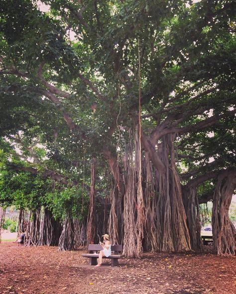 Maririn on Instagram: “Huge Banyan Tree in Kapiolani Park. You can find it near Honolulu Zoo🐘. Sitting under such big tree, you may feel full of negative ions👍…” Honolulu Zoo, Oahu Vacation, Banyan Tree, Outdoor Yoga, Big Tree, Honolulu, Oahu, Find It, Hawaii