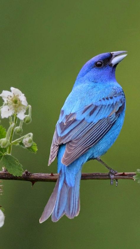 Bunting Bird, Indigo Bunting, Nature Birds, Backyard Birds, All Birds, Bird Pictures, Exotic Birds, Pretty Birds, Wildlife Animals