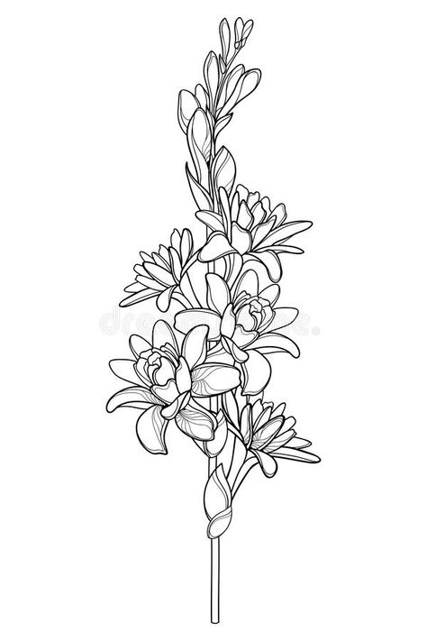 Angelica Tattoo Flower, Catelaya Flower Tattoo, Angelica Flower Tattoo, Tuberose Flower Illustration, Tuberose Flower Tattoo, Chaconia Flower Tattoo, Straight Flower Tattoo, Dominican Flower Tattoo, Tuberose Drawing