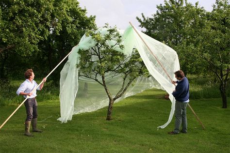 Fruit Tree Netting Ideas, Fruit Tree Netting, Fruit Tree Protection, Tree Net, Small Fruit Trees, Tree Protection, Espalier Fruit Trees, Outdoor Planter Boxes, Farm Stuff