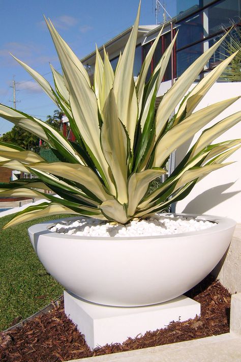 Large Pot Landscaping, Large Pots In Garden Bed, Large Garden Pots Focal Points, Outdoor Vases Large, Feature Plants Front Yards, Large Gardens Landscape, Large Plants Outdoor, Garden Vases Outdoor, Large Plant Pots Outdoors