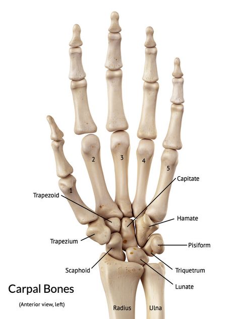 Punch To The Face, Anatomy Education, Anatomy Bones, Yoga Facts, Anatomy Practice, Nurse Study Notes, Body Slam, Study Tips For Students, Exam Guide