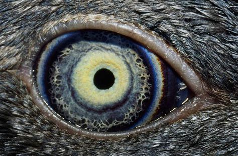 The (animal) eyes have it! - TODAY.com.  The eye of a young fairy penguin. Fairy Penguin, Animal Close Up, Insect Eyes, Veiled Chameleon, Animal Eyes, Eye Close Up, Wild Eyes, Eye Photography, Unique Animals