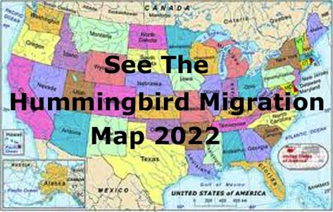 Hummingbird Migration Map 2022 Bird Migration Map, Hummingbird Migration, Bird House Kits, Bird Migration, Bird Aviary, Hummingbird Garden, Humming Bird, How To Attract Hummingbirds, Humming Bird Feeders