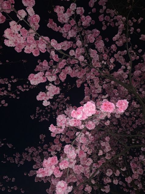 Pretty Flowers Pictures, Cute Tumblr Wallpaper, Nothing But Flowers, Pretty Landscapes, Black Aesthetic Wallpaper, Cinematic Photography, Cute Easy Drawings, Tumblr Wallpaper, Plum Blossom