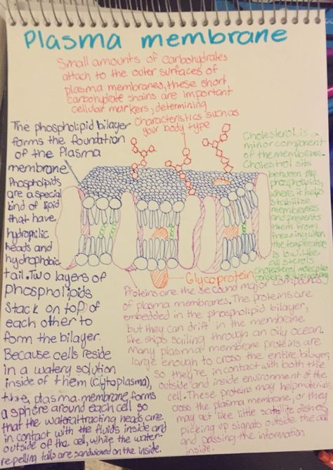 Plasma membrane Plasma Membrane Project, Plasma Membrane Notes, Cell Biology Notes, Notes Idea, Nurse Study, Basic Anatomy, Membrane Structure, Plasma Membrane, Basic Anatomy And Physiology