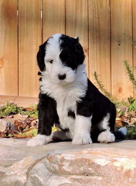 Sheepadoodle puppies - characteristics, pictures, advantages, colors Labradoodle Vs Goldendoodle, Mini Sheepadoodle, Sheepdog Breeds, Sheepadoodle Puppy, Crockett Doodles, Doodle Puppies, Bernedoodle Puppy, Mini Doodle, Doodle Puppy