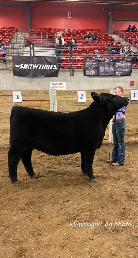 Cattle Showing, Show Heifer, Livestock Quotes, Showing Cattle, Livestock Showing, Livestock Barn, Show Steers, Show Cows, Ag Teacher