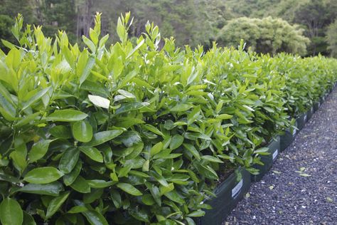 https://flic.kr/p/2cKopHc | Citrus 'Tahitian Lime' - $185/m, 70L hedge bag | Citrus 'Tahitian Lime' hedge from Twining Valley Nurseries' Living Walls™ range of instant hedges www.tvn.co.nz/living-boundary Citrus Hedge, Decorative Fencing, Lawn Alternatives, Artificial Hedges, Types Of Grass, Living Walls, Lawn Edging, Forest Garden, Clay Soil